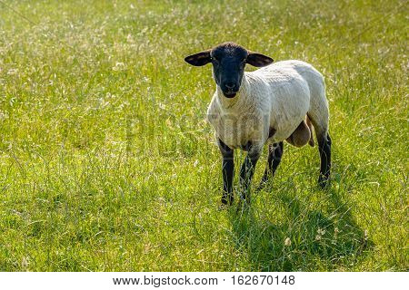 Curiously looking and grass eating freshly shorn Suffolk ram in the meadow on a sunny day in the Dutch summer season.