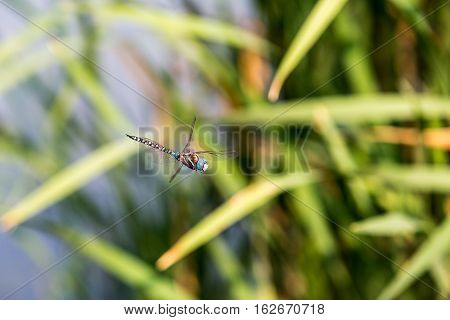 Bullfrog Hiding Among The Reeds In A Slimy Swamp
