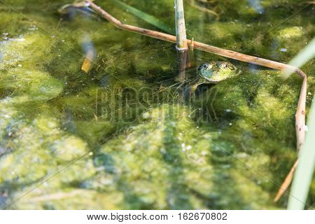 Bullfrog Hiding Among The Reeds In A Slimy Swamp