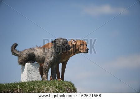 Two dogs on top of the hill.
It seems like they mourn for the dead owner.