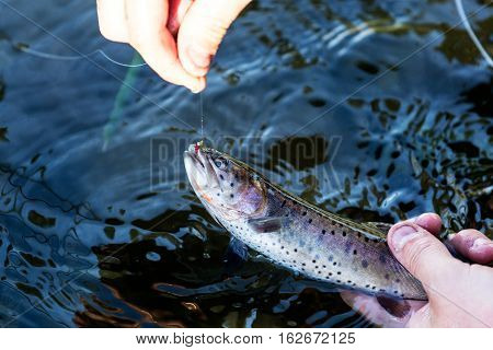 Speckled Rainbow Trout Caught On A Fishing Line