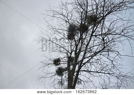 Tree winter silhouette cloud gray branch wood