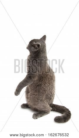 Beautiful domestic gray or blue British short hair cat with yellow eyes on a white background