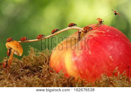 closeup many little ladybugs moves on a branch from mushroom on apple on green background to fly away. Animal humor. the concept of movement or migration
