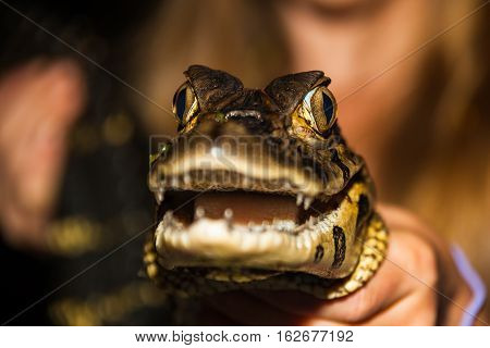 Eyes of young black caiman captured by a native of the jungle
