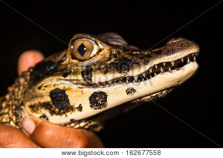 Teeth of young black caiman captured by a native of the jungle