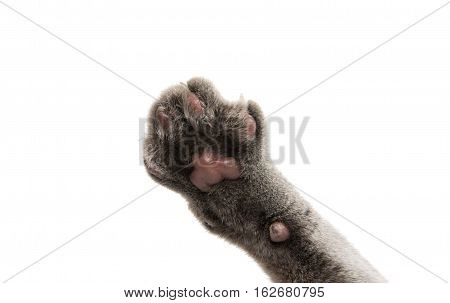 home  animal gray cat paw on white background