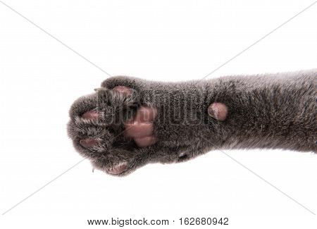 home  animal gray cat paw on white background