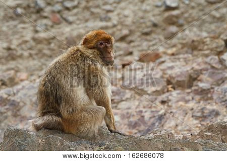 Barbary Macaque (Macaca sylvanus) on the background of rocks. Outdoors
