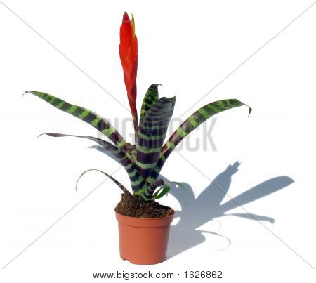 Okna rostlina