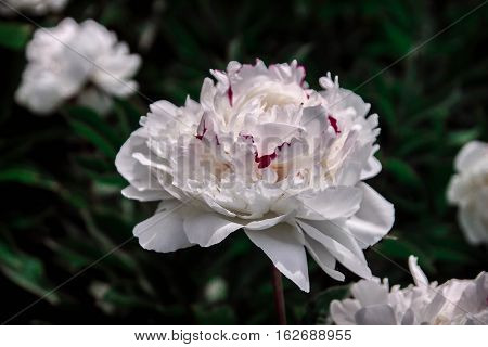 Beautiful Spring Decorative Dahlia Closeup