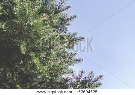 Frame of green fir-tree twigs and background of the blue cloudless sky