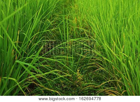 Field of rice plant.beautiful green of rice plant.
