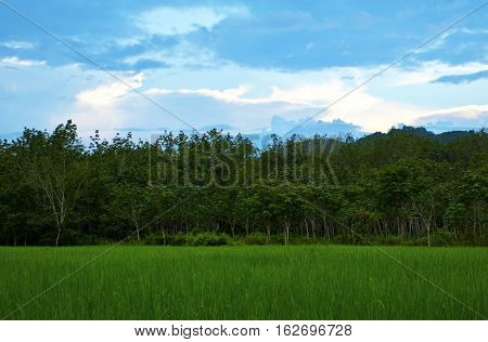 Field of rice plant.beautiful green of rice plant.