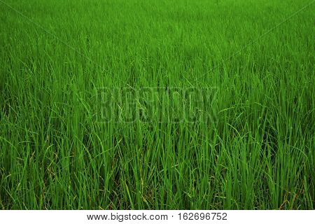 Field of rice plant.beautiful green of rice plant.