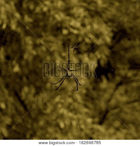 Spider art,and Cobweb on nature.I like spider.