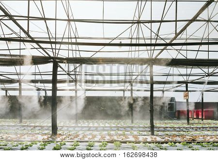 Green Vegetable hydroponics farm , selective focus.