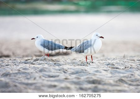 Silver Gulls seabirds standing on sand beach.