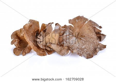 Thai Mushroom (hedlom) (Lentinus polychrous Lev.) isolated on white background.