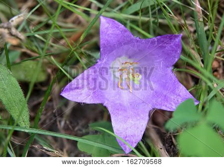 Flowering Of The Nettle Leaved Bellflower (campanula Trachelium)