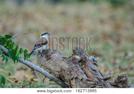 Bay-backed Shrike Bird Perching On A Branch