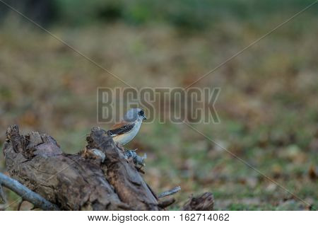 Bay-backed Shrike Bird Perching On A Branch