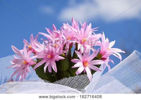 pink easter cactus and blue sky background