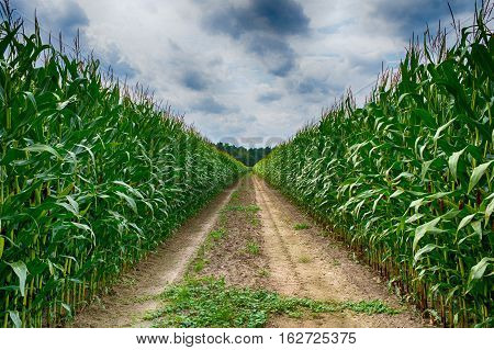 Agricultural Field On Which The Green Corn Grows, Hdr