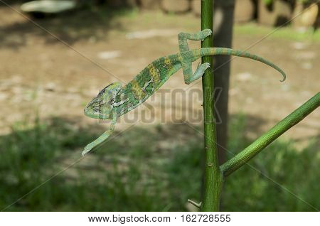 Chameleon style jumping from branch natural background