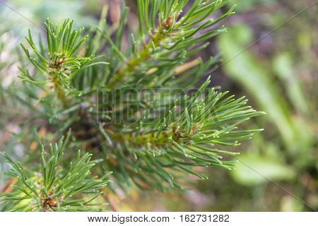 close up of a branch fir tree leaves at the sunshine