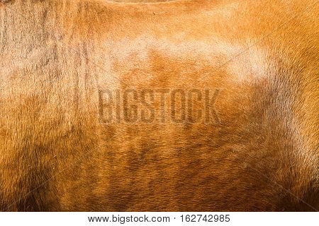 Beautiful brown horse skin texture close up