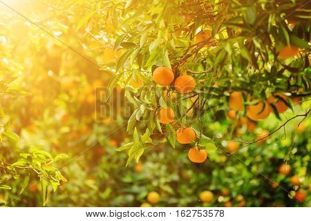 Tangerine sunny garden with green leaves and ripe fruits. Mandarin orchard with ripening citrus fruits. Natural outdoor food background