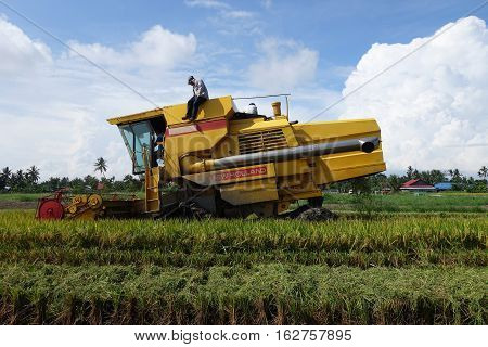 Worker Uses Machine To Harvest Rice On Paddy Field