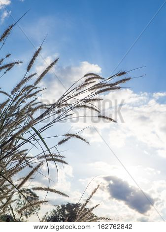 Desho grass Pennisetum pedicellatum and blue sky background warm light
