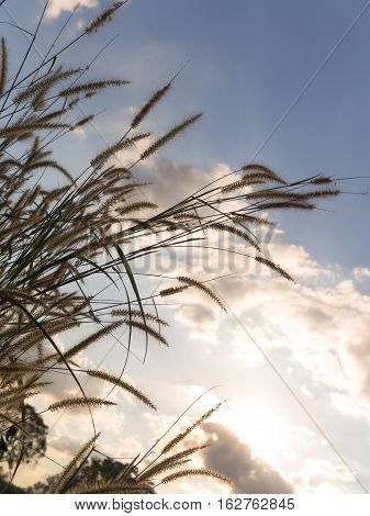 Desho grass Pennisetum pedicellatum and blue sky background warm light