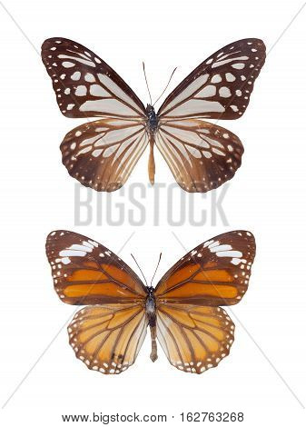 danaus chrysippus two tiger spots butterflies isolated on white with clipping path
