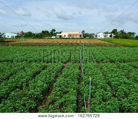 Vegetable Plantation In Mekong Delta, Vietnam
