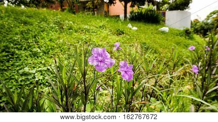 Violet flower in the middle of green grassland taken in bogor indonesia java