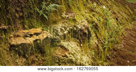 a pile of soil with grass photo moss taken in Bogor Indonesia java