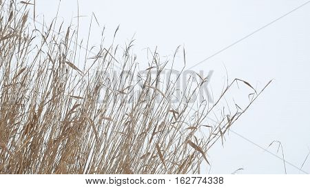 cattail dry grass reeds on river in snow winter landscape Russia