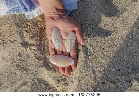 Holding White Big Shells In Handing In Aruba