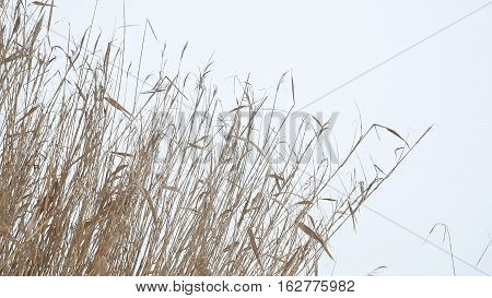 cattail dry grass reeds on river in snow winter landscape Russia