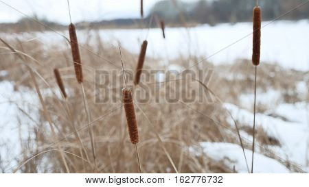 cattail dry grass reeds on river in the snow winter landscape Russia