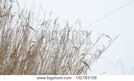 cattail dry grass reeds on river in snow winter landscape Russia