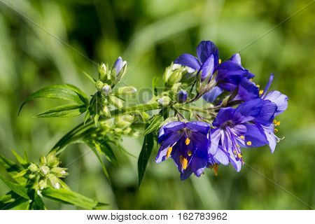 Macro photo of a Flower Polemonium caeruleum