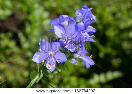 Macro photo of a Flower Polemonium caeruleum