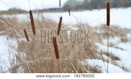cattail dry grass reeds on river in the snow winter landscape Russia