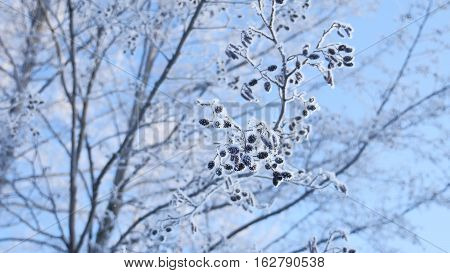 frozen branches linden tree in the snow on blue sky nature landscape winter