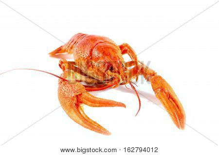 prepared for eating fresh boiled crayfish as part of a nice dinner