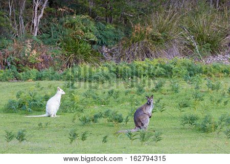 White albino bennets wallaby with brown grey wallaby